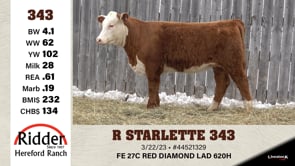 Lot #343 - R STARLETTE 343