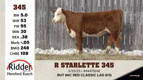 Lot #345 - R STARLETTE 345