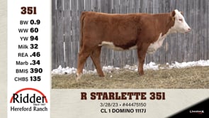Lot #351 - R STARLETTE 351