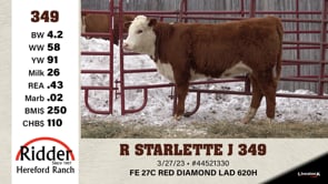 Lot #349 - R STARLETTE J 349