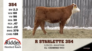 Lot #354 - R STARLETTE 354