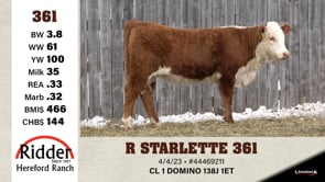 Lot #361 - R STARLETTE 361