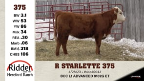 Lot #375 - R STARLETTE 375