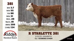 Lot #381 - R STARLETTE 381