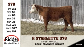 Lot #378 - R STARLETTE 378