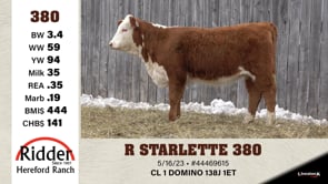 Lot #380 - R STARLETTE 380