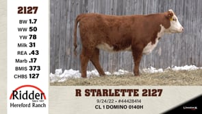 Lot #2127 - R STARLETTE 2127