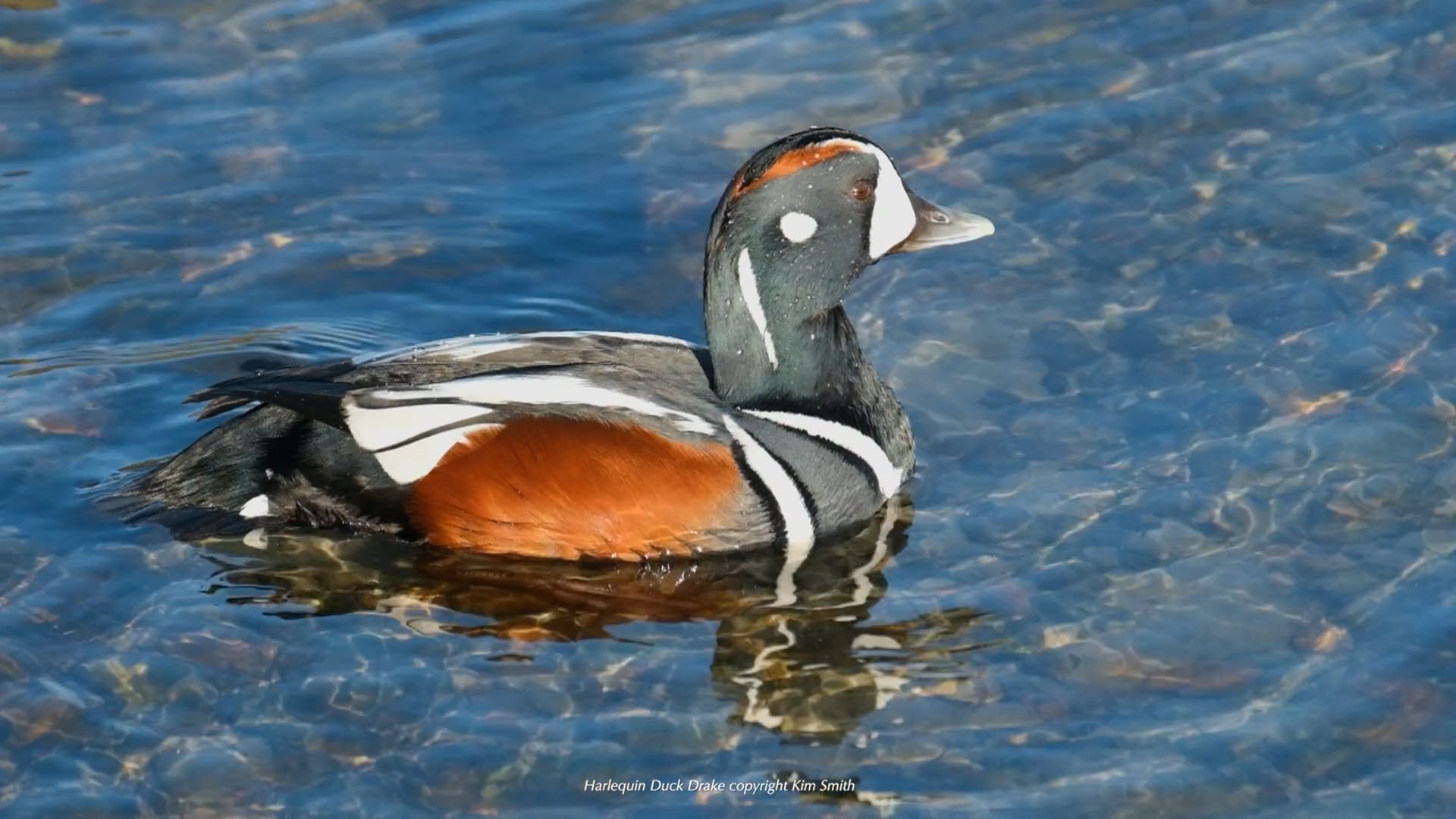 Harlequin Duck Drake copyright Kim Smith