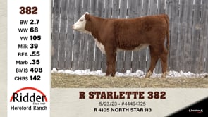 Lot #382 - R STARLETTE 382