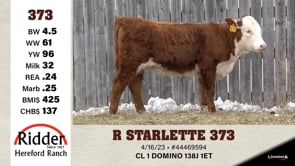 Lot #373 - R STARLETTE 373