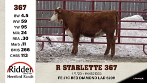 Lot #367 - R STARLETTE 367