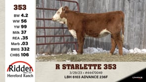 Lot #353 - R STARLETTE 353