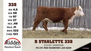 Lot #338 - R STARLETTE 338