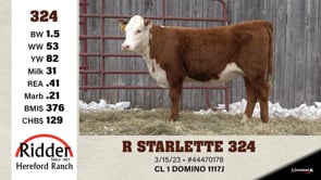 Lot #324 - R STARLETTE 324