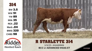 Lot #314 - R STARLETTE 314