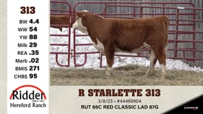 Lot #313 - R STARLETTE 313