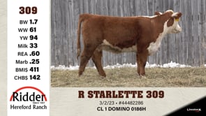 Lot #309 - R STARLETTE 309