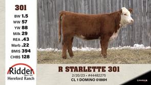Lot #301 - R STARLETTE 301