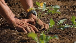 Whidbey Organic Farm School_FINAL