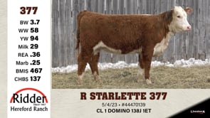Lot #377 - R STARLETTE 377