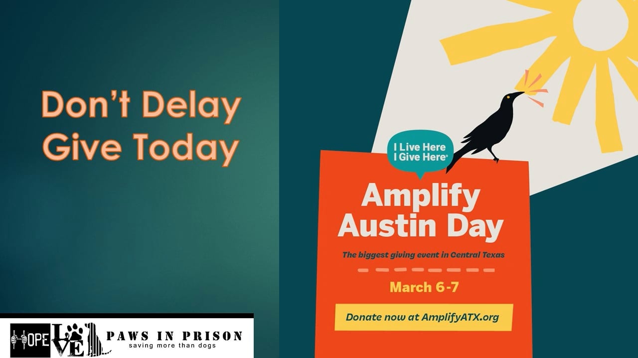 Amplify Austin 2024 On Vimeo   1787755593 498eac4a3fdfee971e331739925c9c100a3207ba7711dce8dbecf5014d8c1a86 D