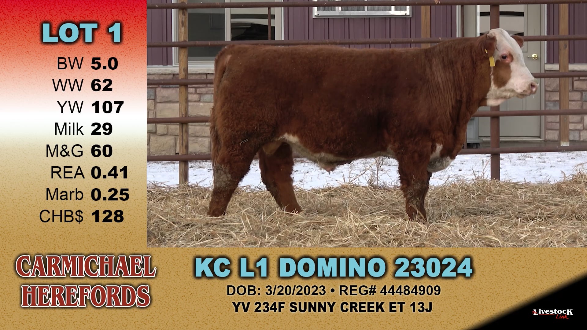 Carmichael Herefords - Lot 1