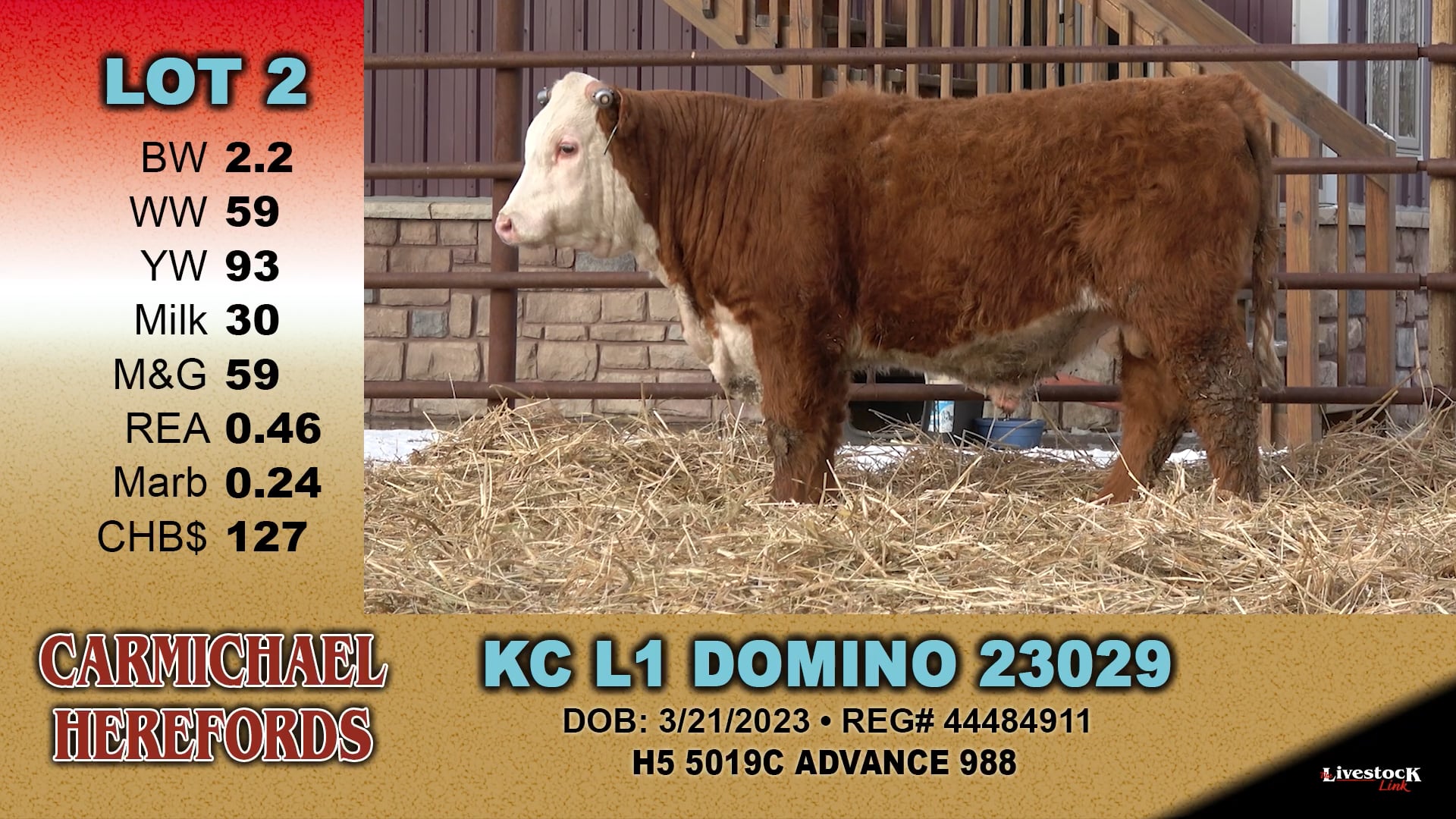 Carmichael Herefords - Lot 2