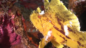 0755_yellow leaf scorpionfish side view