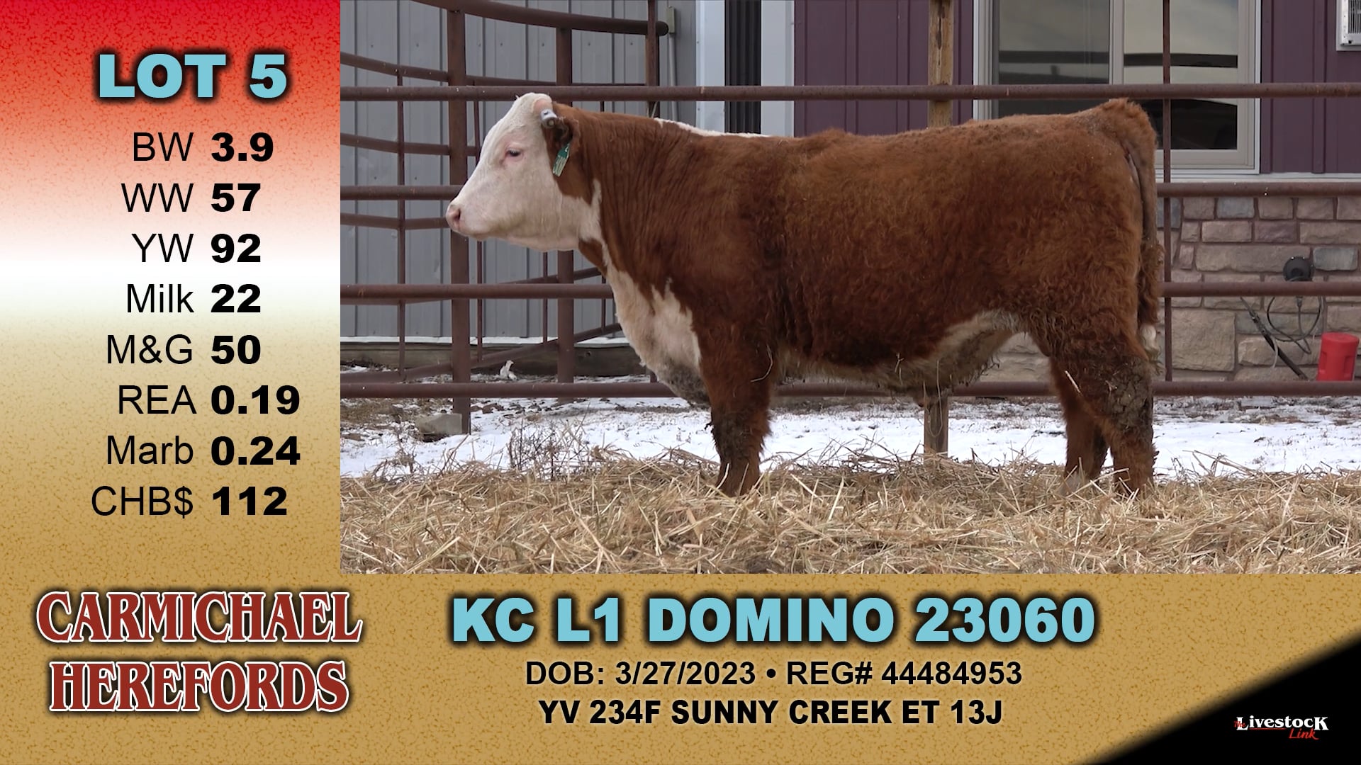 Carmichael Herefords - Lot 5