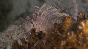 0753_white leaf scorpionfish behind corals close up