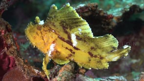 0366_yellow leaf scorpionfish on coral reef