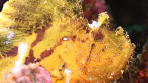 0367_yellow leaf scorpionfish close up