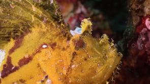 0754_yellow leaf scorpionfish super close up on coral reef