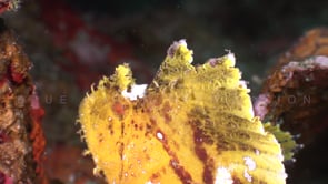 0756_yellow leaf scorpionfish side view close up on coral reef