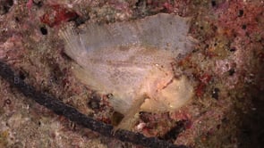 0387_white leaf scorpionfish