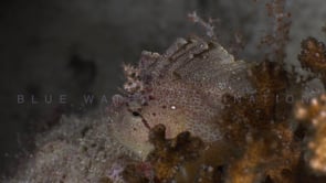 0751_white leaf scorpionfish behind corals