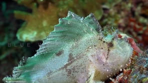 0589_white leaf scorpionfish close up