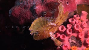 0752_yellow leaf scorpionfish filmed from top