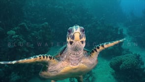 2307_hawksbill turtle biting into camera lens