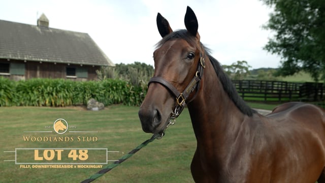 Lot 48