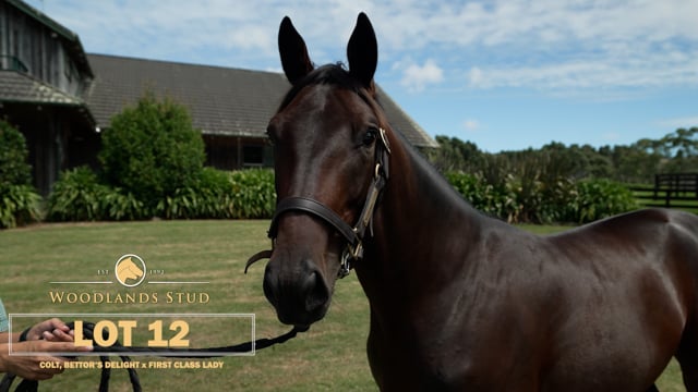 Lot 12