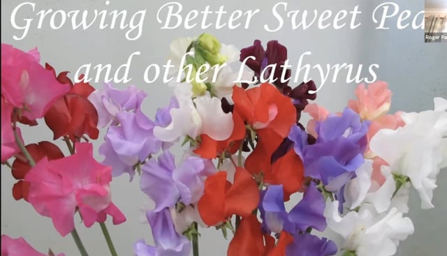 Roger Parsons - the Sweet Pea King.mp4