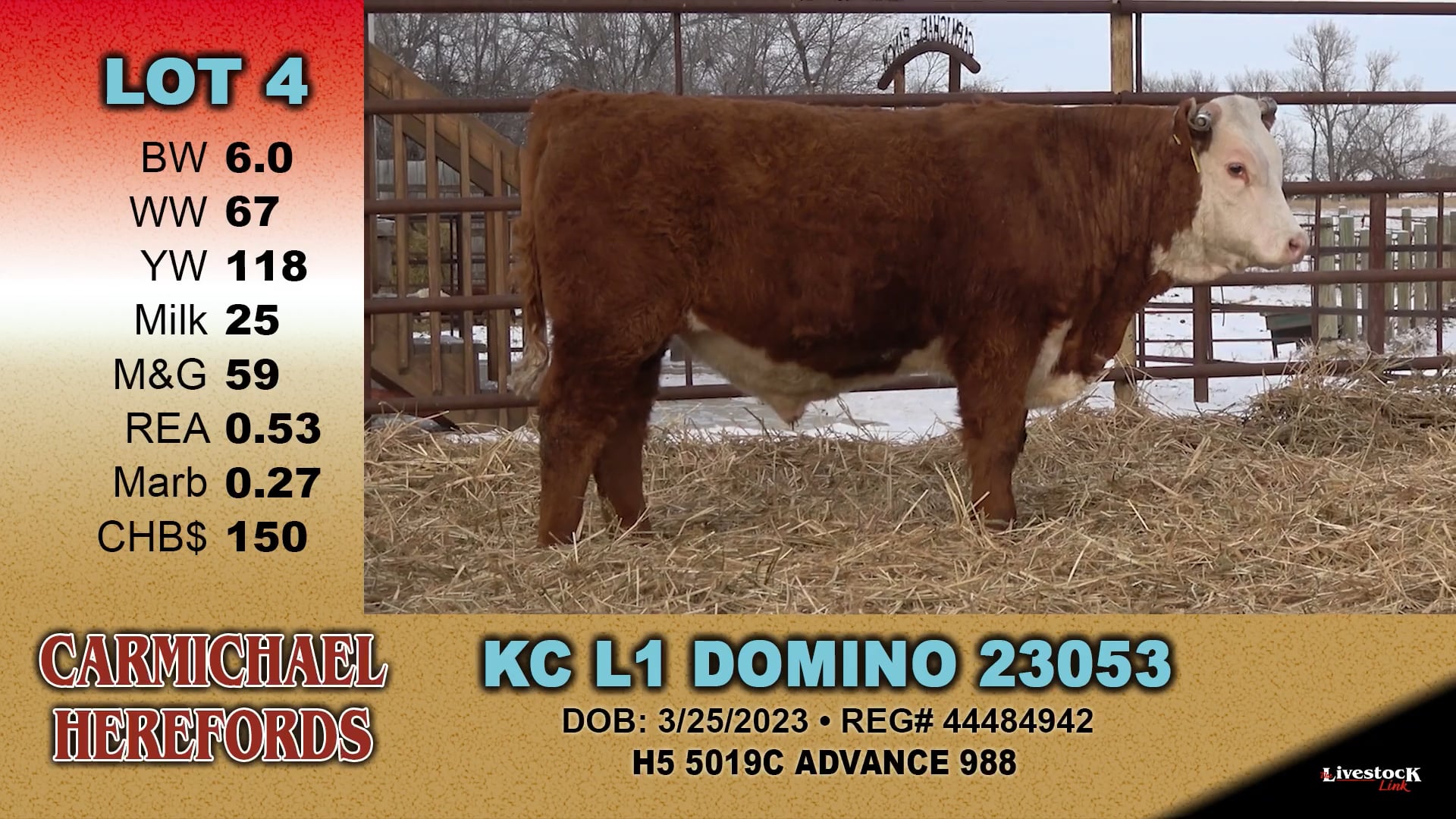 Carmichael Herefords - Lot 4