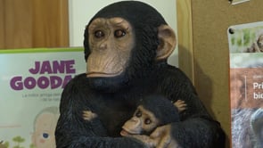 Protecció, benestar i drets dels primats, divendres a la biblioteca