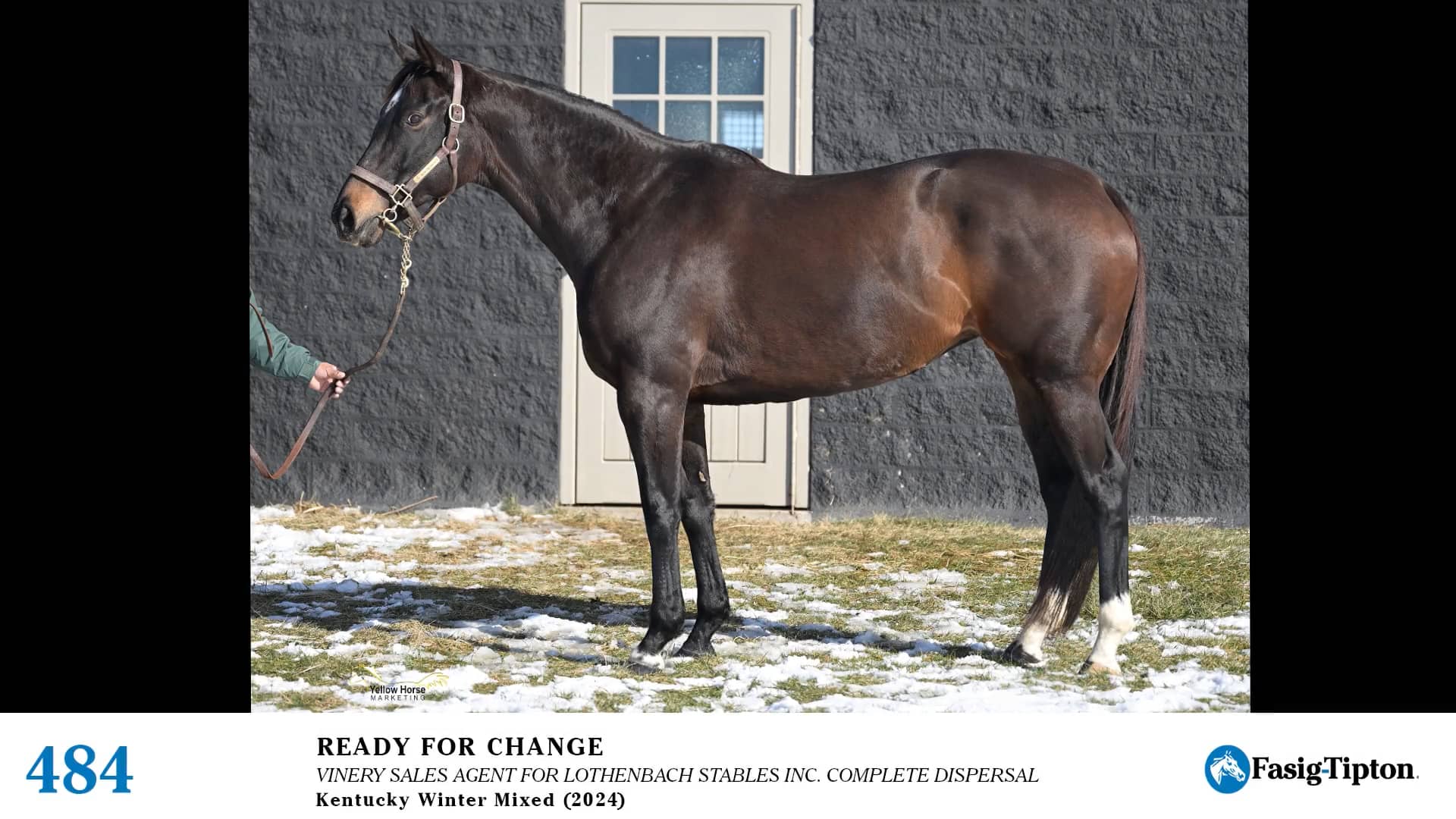 2024 FasigTipton Kentucky Winter Mixed Sale Hip 484 Ready for Change