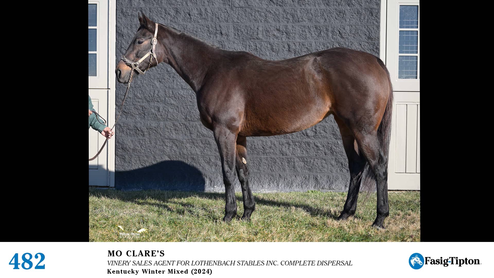 2024 FasigTipton Kentucky Winter Mixed Sale Hip 482 Mo Clare's on Vimeo