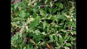 Understanding and Controlling Difficult Landscape Weeds