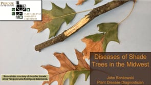 Diseases of Trees in the Midwest