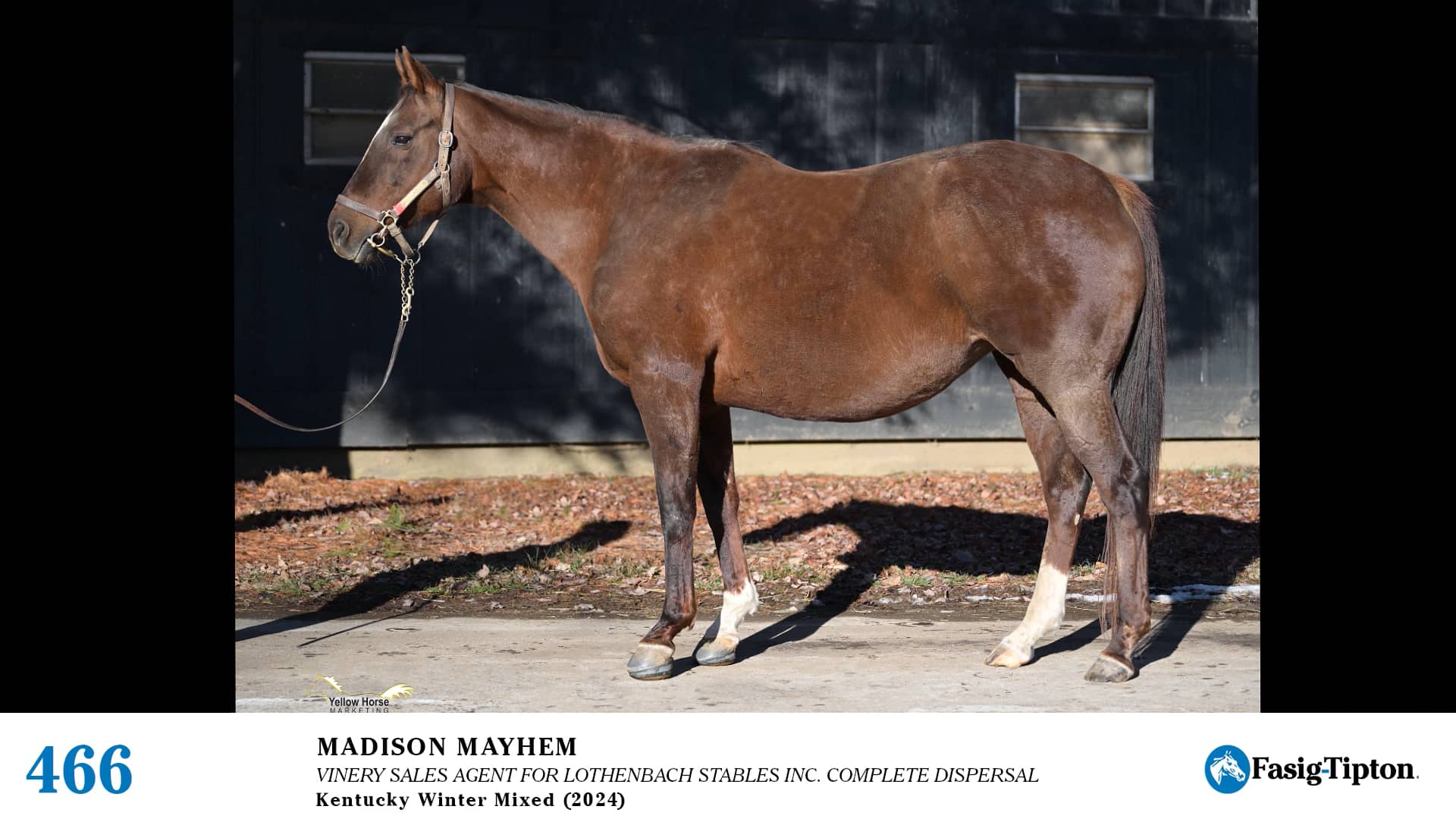 2024 FasigTipton Kentucky Winter Mixed Sale Hip 466 Madison Mayhem