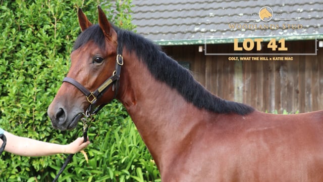 Lot 41